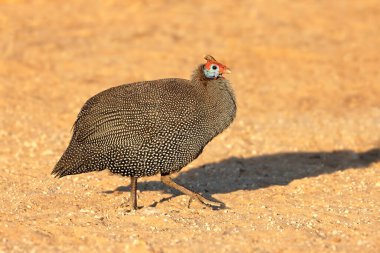 Uyarı miğferli guinafowl (Numida meleagris), Güney Afrika