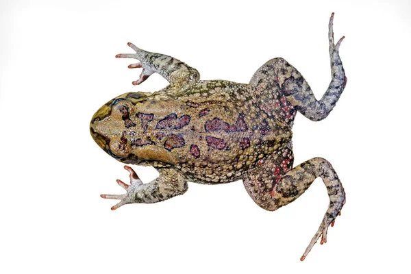 Top View African Olive Toad Amietophrynus Garmani Isolated White — Stock Photo, Image