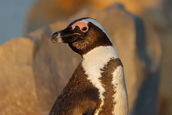 Retrato Pingüino Africano Amenazado Spheniscus Demersus Sudáfrica — Foto de Stock