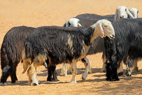 Arabian Nadji Domestic Sheep Breed Najd Region Arabian Peninsula — Stock Photo, Image