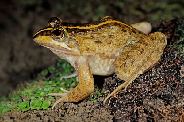 南非自然栖息地的一种角蛙 Amietia Fuscigula — 图库照片