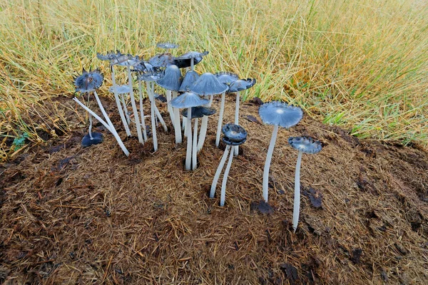Vista Perto Cogumelos Que Crescem Midden Estrume Rinoceronte África Sul — Fotografia de Stock