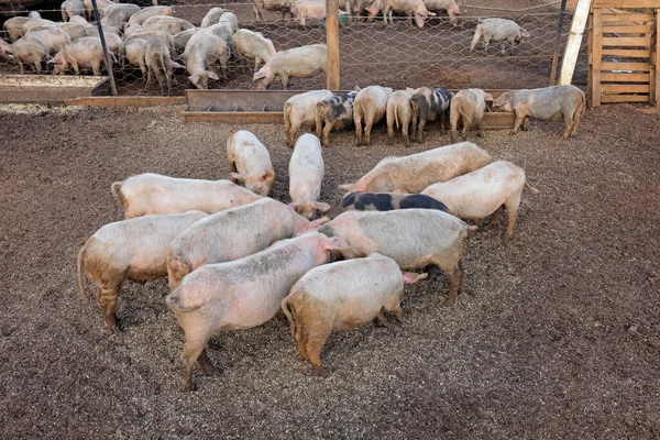 Pigs Feeding Pens Rural Pig Farm Rural Namibia — Stock Photo, Image