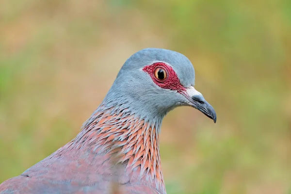 Close Portrait Rock Pigeon Columba Guinea South Africa — Stock Photo, Image