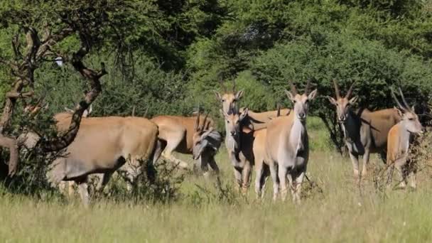 Troupeau Antilopes Des Terres Tragelaphus Oryx Dans Habitat Naturel Parc — Video