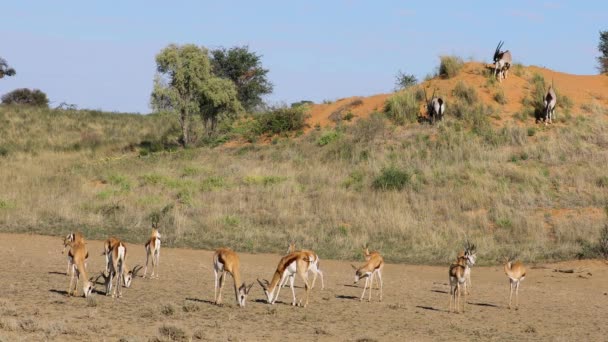Springbok Gemsbok Antilopen Voeden Zich Natuurlijke Habitat Kalahari Woestijn Zuid — Stockvideo