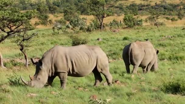 Par Rinocerontes Blancos Peligro Extinción Ceratotherium Simum Alimentándose Hábitat Natural — Vídeo de stock