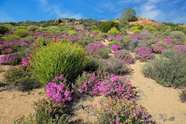 Parlak renkli bahar çiçekleri, Namaqualand, Kuzey Burnu, Güney Afrika