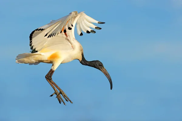 African Sacred Ibis Threskiornis Aethiopicus Flight Open Wings South Africa — Stock Photo, Image