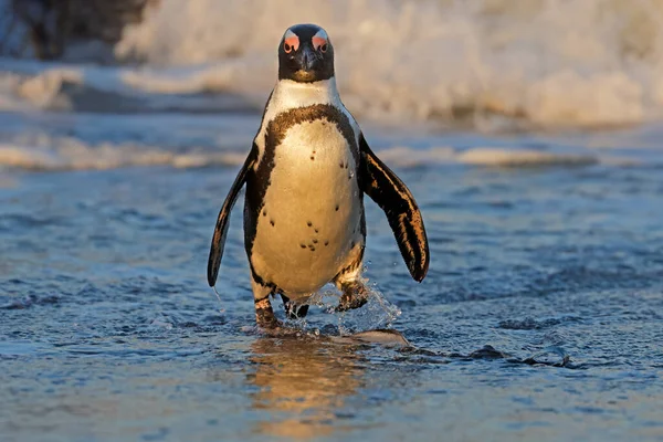 Een Afrikaanse Pinguïn Spheniscus Demersus Wandelen Het Strand Zuid Afrika — Stockfoto