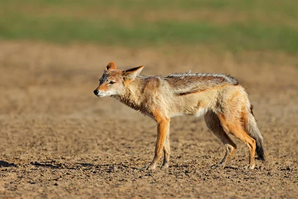 Chacal Respaldado Por Negros Canis Mesomelas Hábitat Natural Desierto Kalahari —  Fotos de Stock