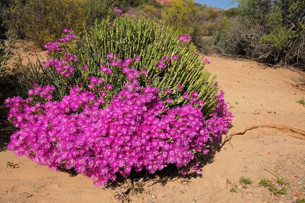 Brightly Colored Spring Wildflowers Namaqualand Northern Cape South Africa — Stock Photo, Image