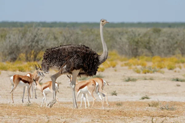 Straußenweibchen Struthio Camelus Mit Springbockantilopen Etosha Nationalpark Namibia — Stockfoto