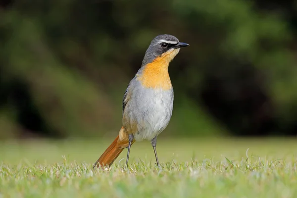 Colorful Cape Robin Chat Cossypha Caffra Perched Ground South Africa — Stock Photo, Image