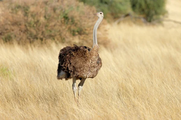 南非卡拉哈里沙漠干旱草原中的雌性鸵鸟 Struthio Camelus — 图库照片