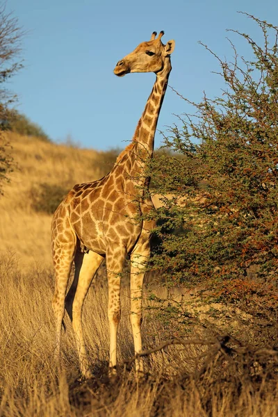 Uma Girafa Giraffa Camelopardalis Habitat Natural Deserto Kalahari África Sul — Fotografia de Stock