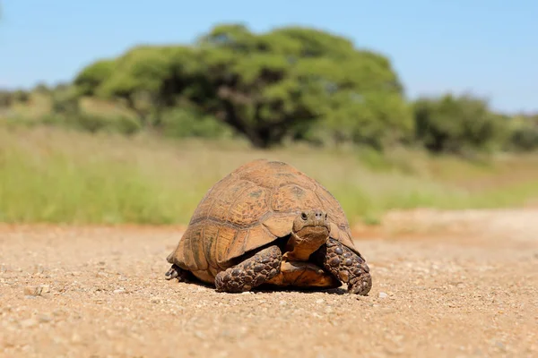 Μια Λεοπάρδαλη Χελώνα Stigmochelys Pardalis Φυσικό Περιβάλλον Νότια Αφρική — Φωτογραφία Αρχείου