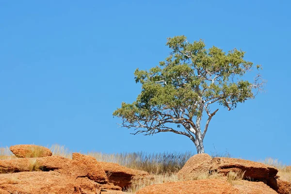 Strom Rostoucí Skále Proti Jasně Modré Obloze Namibie — Stock fotografie
