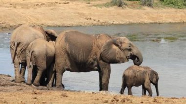 Afrika filleri (Loxodonta africana) içme suyu, Addo Fil Ulusal Parkı, Güney Afrika
