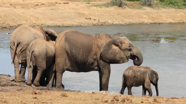 Afričtí Sloni Loxodonta Africana Pitná Voda Národní Park Addo Elephant — Stock video