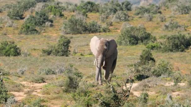 Gran Elefante Toro Africano Loxodonta Africana Caminando Hábitat Natural Parque — Vídeos de Stock