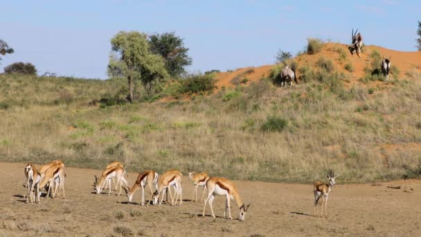 Springbok Gemsbok Antilopok Táplálkozása Természetes Élőhelyen Kalahári Sivatag Dél Afrika — Stock videók