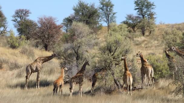 Giraffe Giraffa Camelopardalis Che Nutrono Alberi Spine Deserto Del Kalahari — Video Stock