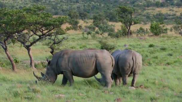 Une Paire Rhinocéros Blancs Ceratotherium Simum Voie Disparition Nourrissant Dans — Video