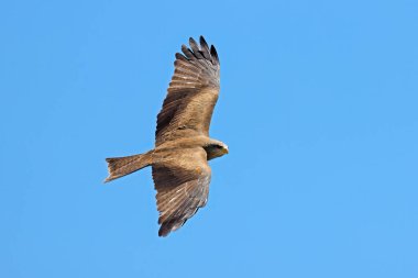 Sarı gagalı bir uçurtma (Milvus aegyptius) açık mavi gökyüzüne karşı uçuyor, Güney Afrika