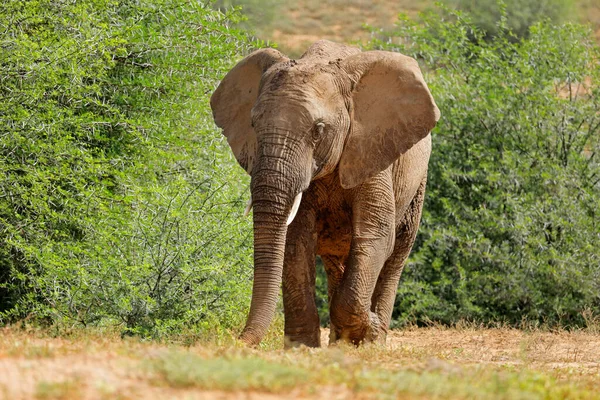 Grande Elefante Touro Africano Loxodonta Africana Caminhando Habitat Natural Parque — Fotografia de Stock