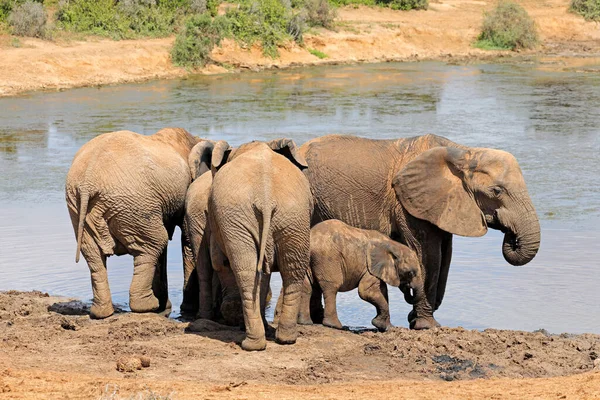 Elefantes Africanos Loxodonta Africana Pozo Agua Parque Nacional Elefantes Addo —  Fotos de Stock