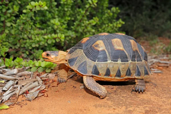 Liten Kantig Sköldpadda Chersina Angulata Naturlig Livsmiljö Sydafrika — Stockfoto