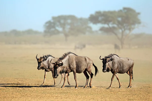 Blue Wildebeest Connochaetes Taurinus Caminhando Leito Rio Seco Empoeirado Deserto — Fotografia de Stock