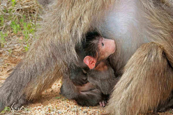 一种小栗子狒狒 Papio Hamadryas 与它的母亲南非 — 图库照片