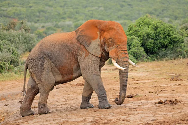 Velký Slon Africký Loxodonta Africana Pokrytý Červeným Bahnem Addo Elephant — Stock fotografie