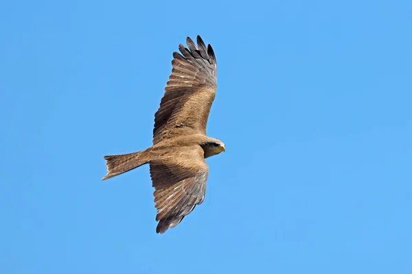 Yellow Billed Kite Milvus Aegyptius Flight Clear Blue Sky South — Stock Photo, Image
