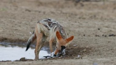 Güvercin kalahari Çölü, Güney Afrika yakaladı, yeme kara sırtlı çakal (canis mesomelas)