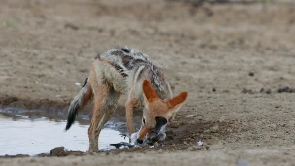 Czaprakowy Canis Mesomelas Jedzenie Gołębica Złapać Pustyni Kalahari Republika Południowej — Wideo stockowe