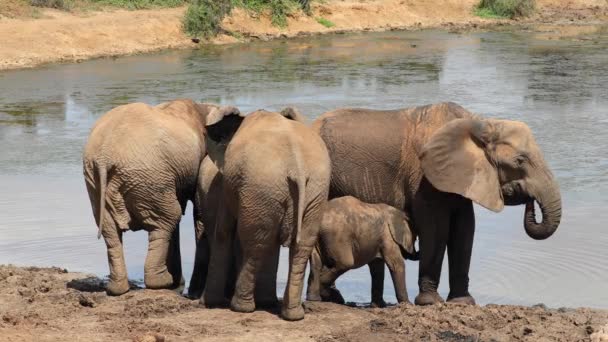 Afričtí Sloni Loxodonta Africana Pitná Voda Národní Park Addo Elephant — Stock video