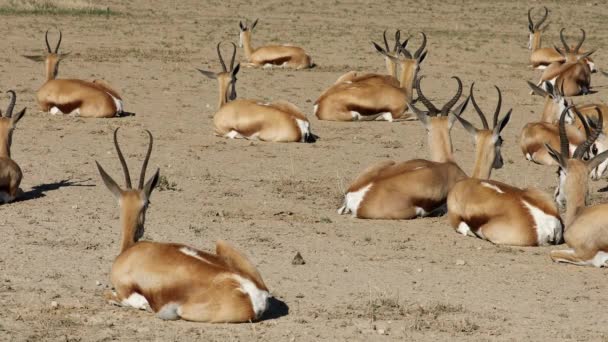 南非卡拉哈里沙漠 Springbok羚羊 Antidorcas Marsupialis 栖息在自然栖息地 — 图库视频影像