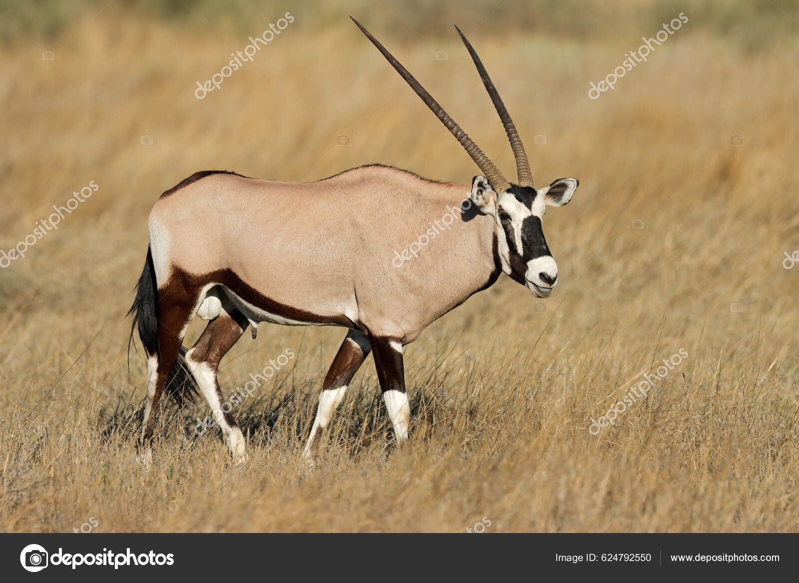 ポートフォリオ Ecopic ストック写真 イラストとベクターアート Depositphotos