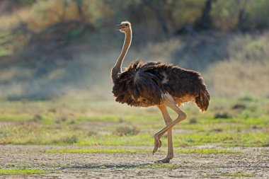 Dişi devekuşu (Struth io camelus) doğal yaşam alanı, Kalahari Çölü, Güney Afrika