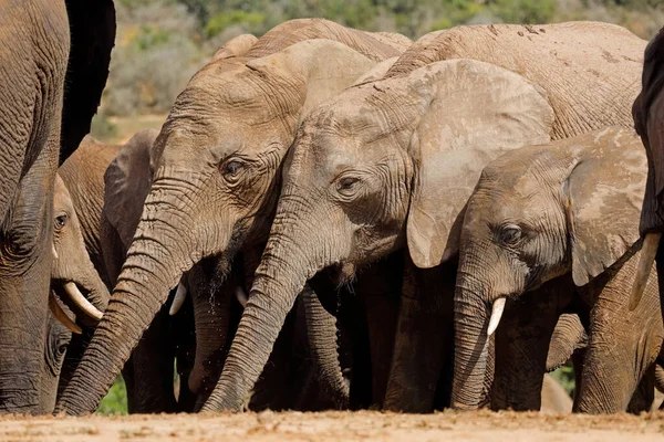 Elefantes Africanos Loxodonta Africana Água Potável Parque Nacional Addo Elephant — Fotografia de Stock