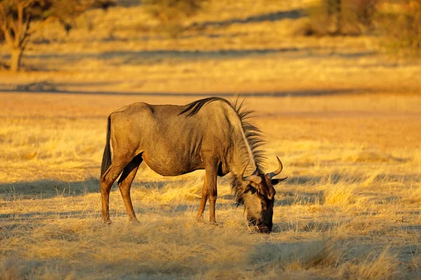 Blue Wildebeest Connochaetes Taurinus Grazing Natural Habitat Kalahari Desert South — Stock Photo, Image