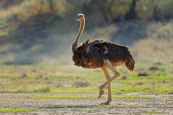 Avestruz Fêmea Struthio Camelus Habitat Natural Deserto Kalahari África Sul — Fotografia de Stock