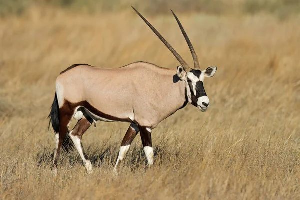 在自然栖息地 南非喀拉哈里沙漠的长角羚羚羊 羚羊羚 — 图库照片