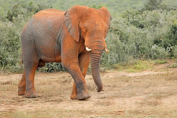 Gran Elefante Toro Africano Loxodonta Africana Cubierto Barro Rojo Parque — Foto de Stock