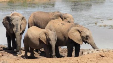 Afrika filleri (Loxodonta africana) içme suyu, Addo Fil Ulusal Parkı, Güney Afrika