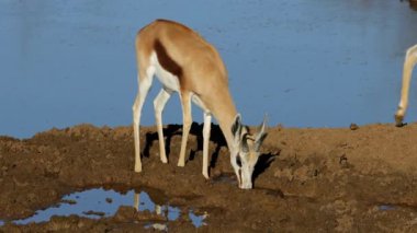 Bir springbok antilobu (Antidorcas marsupialis) bir su birikintisinde içiyor, Mokala Ulusal Parkı, Güney Afrika