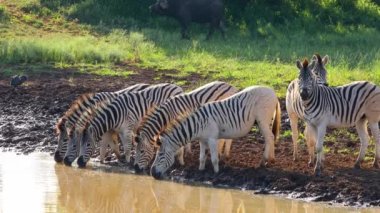 Güney Afrika 'daki Mokala Ulusal Parkı' nda bir su birikintisinde içen zebralar (Equus burchelli)